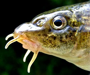 Barbus meridionalis_04.jpg